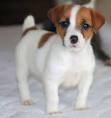 Jack Russell Terrier Puppies 9 | Funny Pet Wallpapers - Cute pet ...