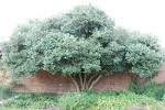 <b>Feijoa</b> sellowiana (28/07/2012,