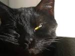 cats eyes furry whiskers black - via Daymix