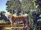 Optical Illusions » Blog Archive » The Hidden Tiger Illusion