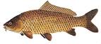 Restr:Cyprinus carpio GLERL 1.jpg - Wikipedia