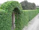 20 Green Fence Designs, Plants to Beautify Garden Design and Yard ...