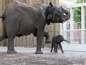 ZooBorns: Hogle Zoo