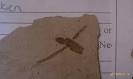 Photos of Stonerose Interpretive Center and Eocene Fossil Site ...