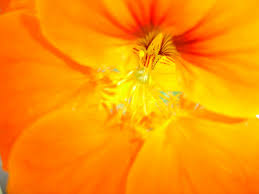 Frühlingsbote - Bild \u0026amp; Foto von Iris Huck aus Blüten ...