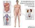 <b>Metabolismo</b>