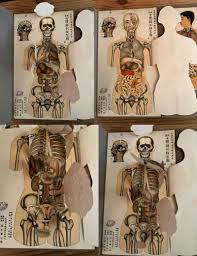 解剖女体|3Dモデル女性の正面から見た筋肉の解剖図のイラストのイラスト ...