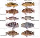 Malawi Cichlids | Breeding Parrot Cichlids | Face of Malawi