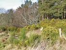 Last spring, the whins had been blasted by two hard winters, and the usual - via Daymix