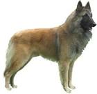 Belgian Shepherds at Belgenbeau