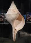 Learn About Snails and Slugs