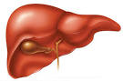 Impairs the <b>liver's</b> ability to
