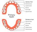 Primary Teeth - Baby Teeth - Deciduous Teeth - Studio Dentaire