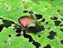 Licensed to kill garden pests - What is your Home Style? : The ...