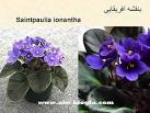 بنفشه آفریقایی