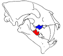 Carnassial pair