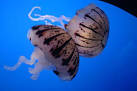 Introduction to Cnidaria