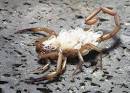 What are scorpions?