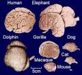 Brains « boldcorsicanflame's Blog