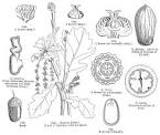 Angiosperm families - Fagaceae Dum.