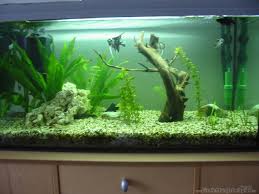 Aquarium von Oliver Huch: Becken 2709