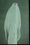 <b>Toxascaris</b> leonina - anterior