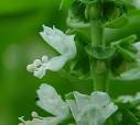 Ocimum basilicum page