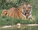 Siberian Tigers