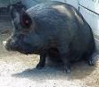 Guinea Hog - Wikipedia, the free encyclopedia