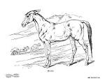 Mule coloring page