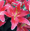 Oriental Lilies - The Lily Garden