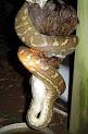 Constriction - Wikipedia, the free encyclopedia