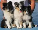Shalamar's Extended Family