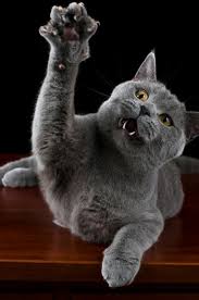 images?q=tbn:ANd9GcQDKR6lbyiK_jEKdW1I0hwVYUvo-1k_eVOy9R5JPJRfvOu_dDF_HA