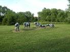SP8239 : Concrete Cows - via Daymix