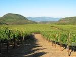 Napa.JPG
