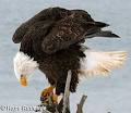 The Bald Eagle - USA's National Emblem