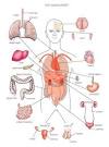 Diagram of Internal Organs | Tutorvista.