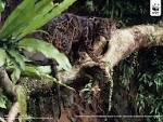 WWF - Clouded Leopards