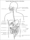 Alimentation - digestion - absorption - métabolisme -
