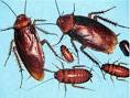 Edward Archbold Roach Eating Contest: West Palm Beach man dies ...
