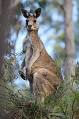 Eastern grey kangaroo - Wikipedia, the free encyclopedia