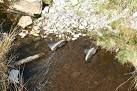 Boots in a Stream near Ffestiniog. Losing one boot is bad enough, - via Daymix