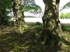near to Westwick, Norfolk, Great Britain. Beeches on woodland edge - via Daymix