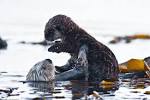female, marine mammal, - via Daymix