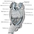 Anterior cardinal vein - Wikipedia, the free encyclopedia