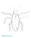 Cockroach coloring page