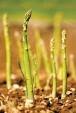 How to Grow Asparagus