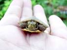 snake « Flavors of Japan