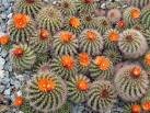 is a native of Bolivia. - via Daymix